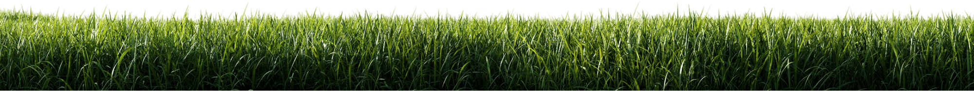 green grass meadow lawn maintenance by terra bella landscaping