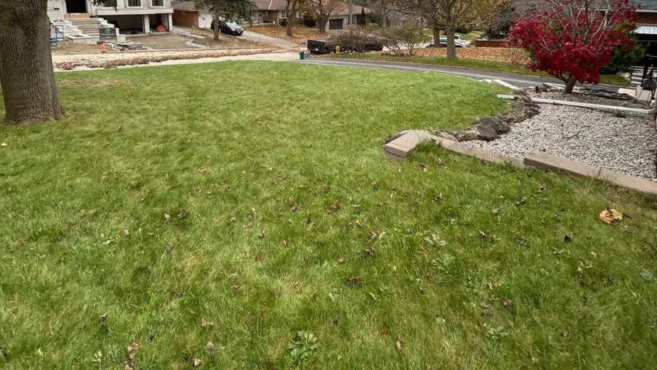 after math of complete fall cleanup and leaf removal from yard of property in Newmarket and York Region, removed by Terra Bella landscaping in newmarket