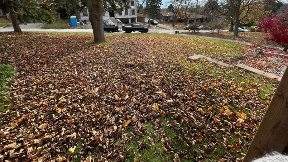 full yard of fallen leaves, moments before they are removed by Terra Bella landscaping in newmarket
