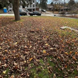 full yard of fallen leaves, moments before they are removed by Terra Bella landscaping in newmarket