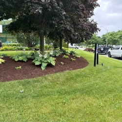 terra bella landscaping lawn care and maintenance project; we prepared the soil, new sod installation, planted garden; trees, shrubs and flowers, cleaned up the edges, provide ongoing lawn care and maintenance in Newmarket and York Region